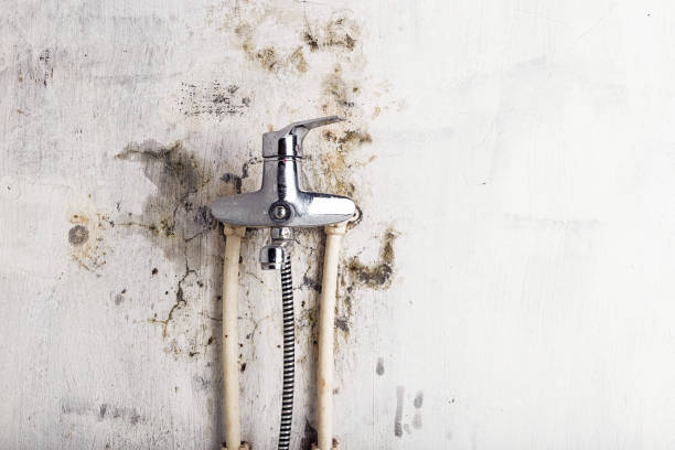 Best Emergency Mold Removal  in St James, NY