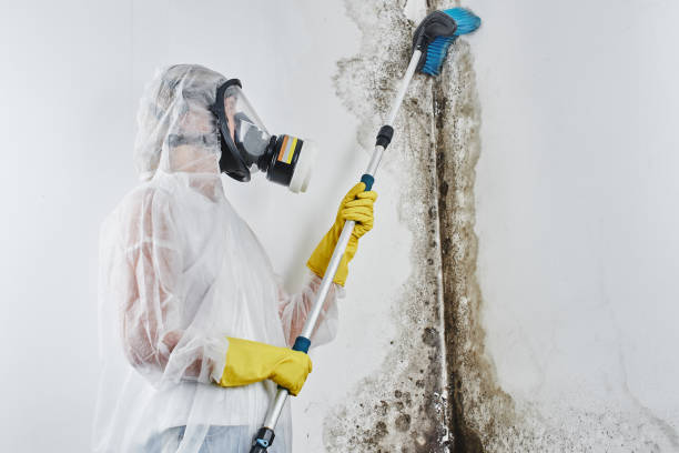 Best Mold Testing  in St James, NY