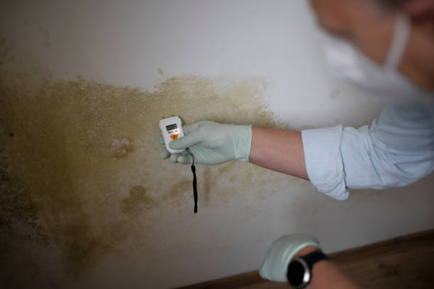 Best Mold Cleaning Services  in St James, NY