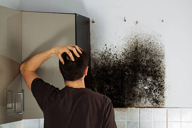 Best Commercial Mold Removal  in St James, NY