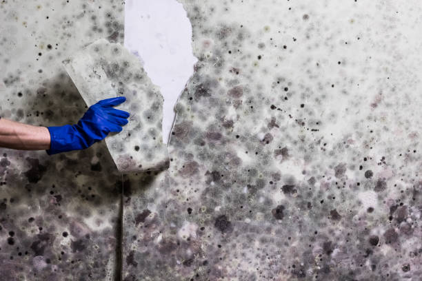 Mold Removal and Inspection in St James, NY