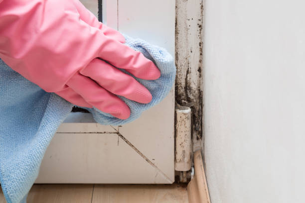 Best Local Mold Removal Service  in St James, NY