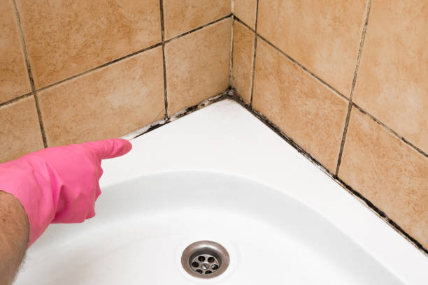 Best Black Mold Removal  in St James, NY