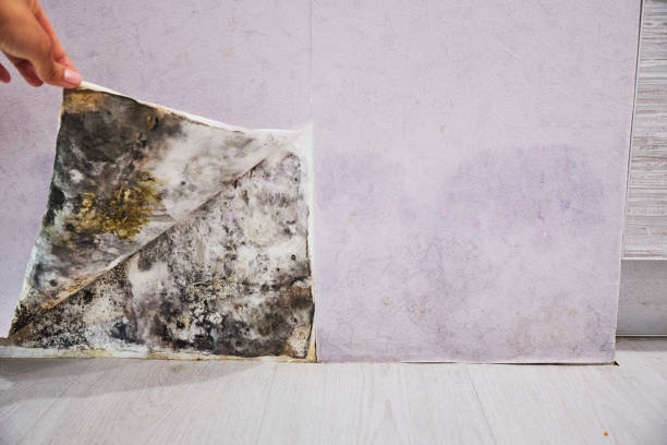 Best Mold Damage Repair  in St James, NY